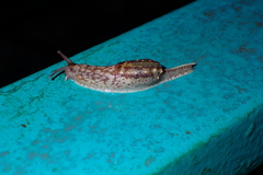 Helicarionoidea