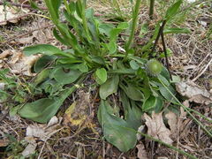 Globularia bisnagarica