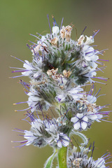 Phacelia mollis