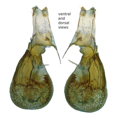 Eupithecia subapicata