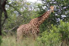 Giraffa camelopardalis giraffa
