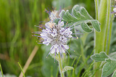 Phacelia mollis
