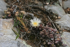 Corpuscularia lehmannii