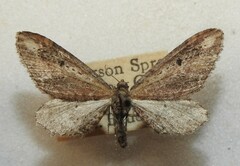 Eupithecia subapicata