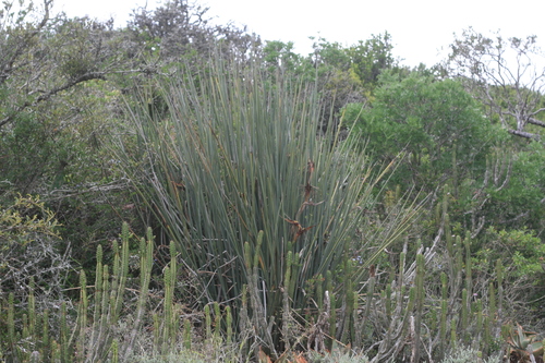 Foto de Ave-do-paraíso