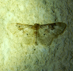 Idaea rusticata