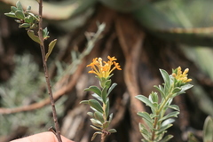 Lasiosiphon capitatus