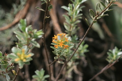 Lasiosiphon capitatus