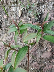 Melastoma sanguineum