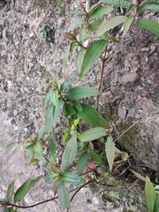 Melastoma sanguineum