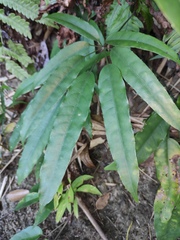 Heptapleurum heptaphyllum