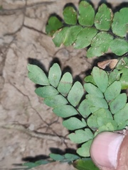 Adiantum flabellulatum