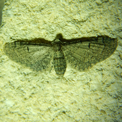 Eupithecia ultimaria