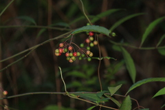 Ardisia crenata