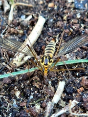 Nephrotoma flavipalpis