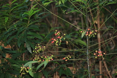 Ardisia crenata