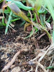 Nephrotoma flavipalpis