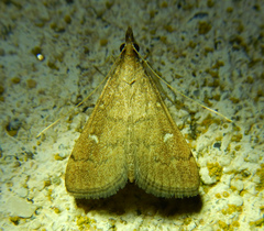 Dolicharthria punctalis