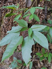 Heptapleurum heptaphyllum