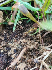 Nephrotoma flavipalpis
