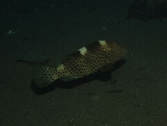 Epinephelus maculatus