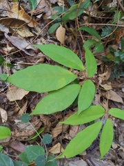 Heptapleurum heptaphyllum