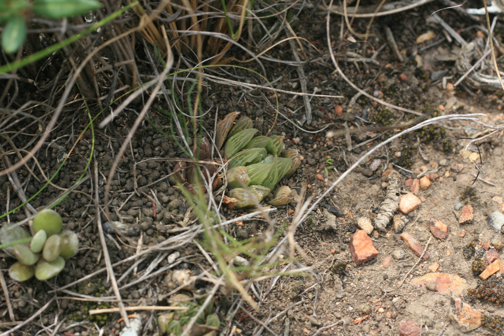 Imagem de Haworthia