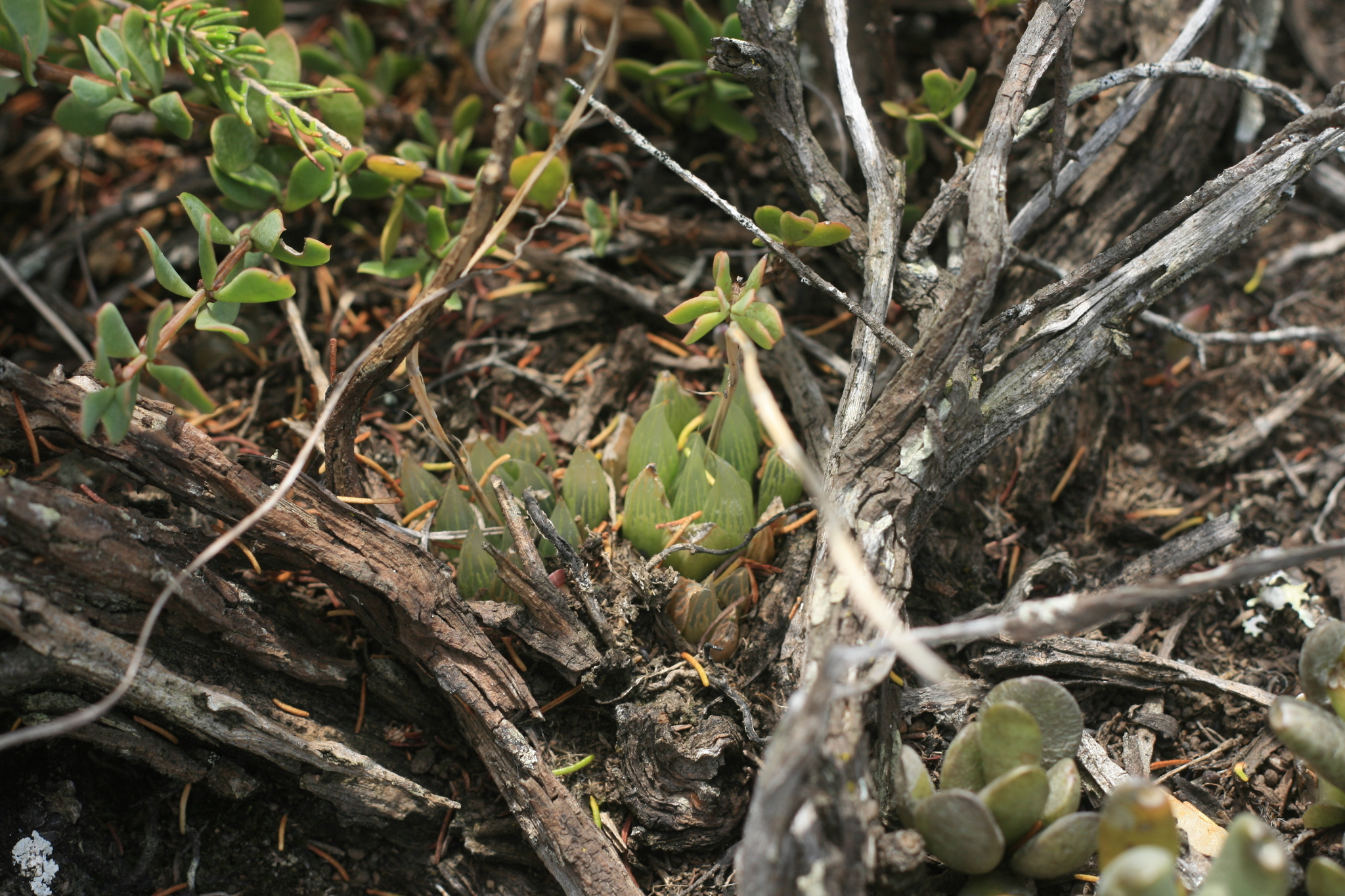 Imagem de Haworthia