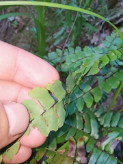 Adiantum flabellulatum