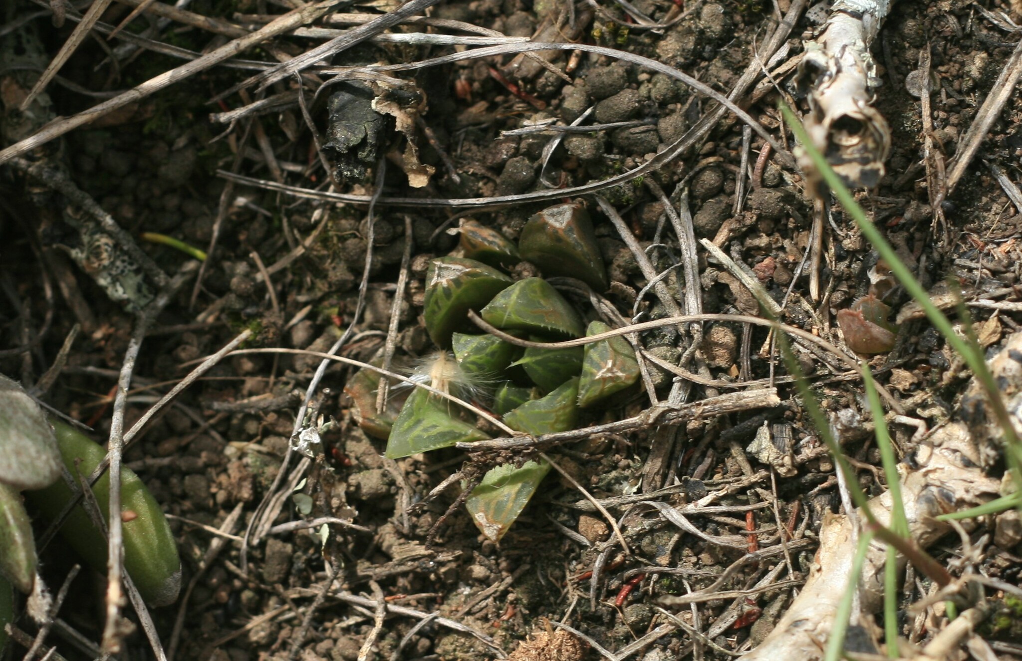 Imagem de Haworthia