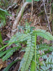 Adiantum flabellulatum