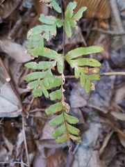 Pteris dispar