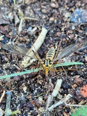 Nephrotoma flavipalpis