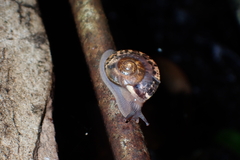 Helicarionoidea