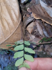 Adiantum flabellulatum