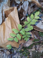 Adiantum flabellulatum