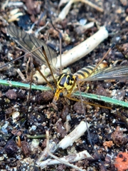Nephrotoma flavipalpis
