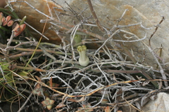 Ceropegia ampliata