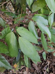 Tetrastigma erubescens
