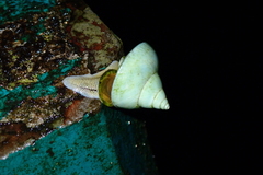 Helicarionoidea
