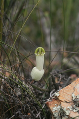 Ceropegia ampliata