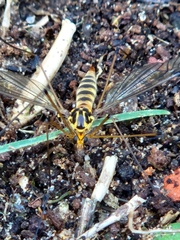 Nephrotoma flavipalpis