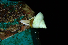 Helicarionoidea