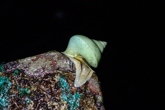 Helicarionoidea