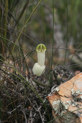 Ceropegia ampliata