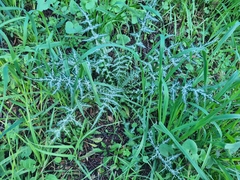 Galactites tomentosus