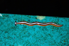 Bipalium choristosperma