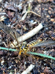 Nephrotoma flavipalpis
