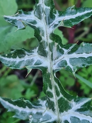 Galactites tomentosus