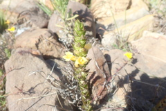 Alectra sessiliflora